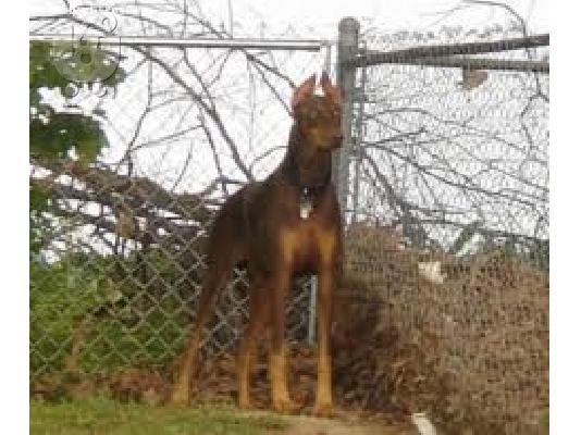 Doperman Καθαροαιμα κουτάβια ευκαιρία Αθηνα 6989397987